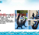 正规海狮表演服务海洋生物展览海洋展出租