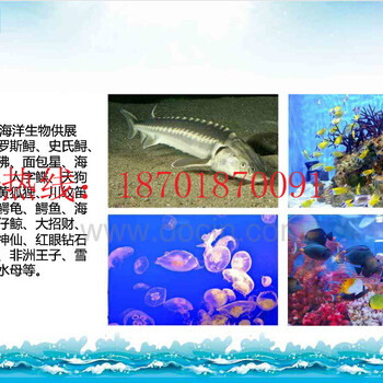 创意海洋展方案观赏海洋展海洋生物展租赁