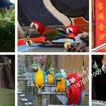 百鳥展租賃出租百鳥園珍惜鳥類展覽方案