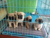 巴哥犬出售纯种巴哥幼犬，保证健康纯种