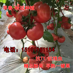 早熟大果番茄种子，荷兰进口硬粉类番茄品种产量高