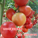 硬粉大果番茄品种，进口荷兰番茄种子，高产保丰收