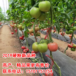 金粉18番茄种子优质番茄品种种植过的一致反应不错