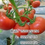 硬粉早熟番茄种子，大果番茄品种，耐热性不错