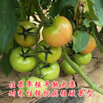 硬粉大果番茄种子，早熟耐热西红柿种子高产品种