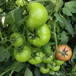 荷兰番茄种子，高产精品大果番茄种子，精品深粉番茄种子