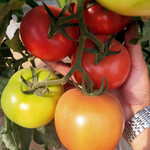 进口大红番茄种子大果粉红西红柿种子番茄种子番茄品种