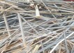 深圳市废旧五金回收-废旧电缆回收,厂房设备回收
