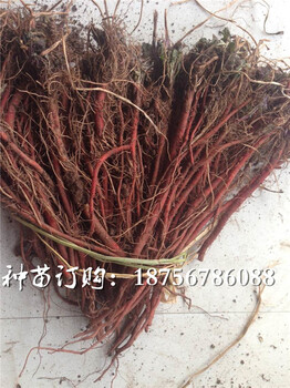 丹參苗價(jià)格/今日新丹參苗價(jià)格行情走勢(shì)