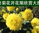 婺源贡菊/婺源大黄菊/金丝黄菊产地