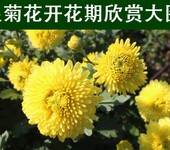 婺源贡菊/婺源大黄菊/金丝黄菊产地