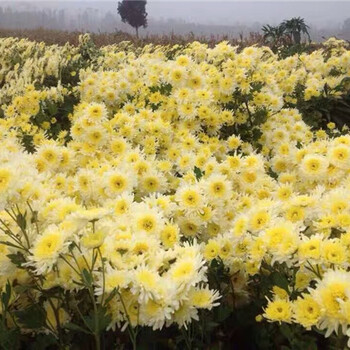 安徽高產(chǎn)抗病害新貨黃菊種苗，貢菊種苗，杭白菊種苗