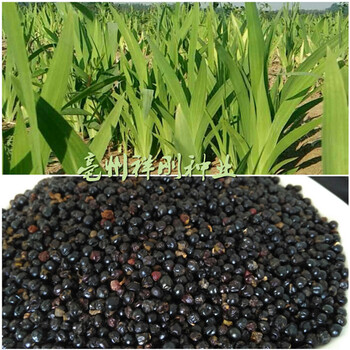 射干苗射干種子種植射干畝產(chǎn)量多少成本