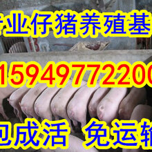 近期仔猪价格变化行情,山东仔猪/苗猪今日价格图片