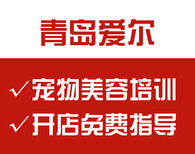 山東寵物美容學校正規，學習有保障，開店免費指導！山東愛爾寵物美容學校圖片0