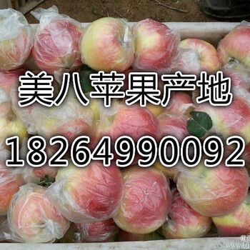 今日山东苹果批发价格苹果批发苹果产地供应