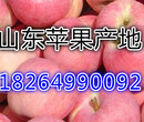 湘乡美八苹果今日最新批发价格