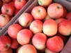 河南新乡苹果批发价格嘎啦苹果行情苹果产地价格