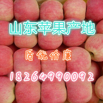 山东红富士苹果供应价格大苹果产地
