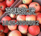 苹果批发嘎啦美八苹果价格山东苹果种植基地