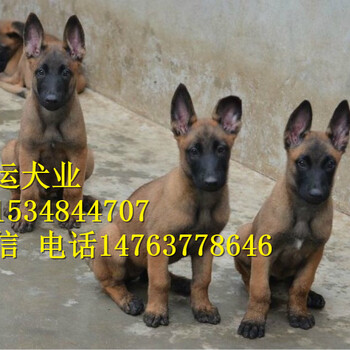 襄樊马犬价格，马犬幼犬兴奋度高，血统清晰可视频选狗