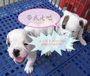 成都法国斗牛犬价格，小方体奶油血大鼻筋法牛幼犬