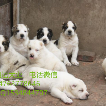 南宁中亚牧羊犬价格中亚牧羊犬多少钱一只