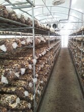 山东青岛平度出口食用菌菌棒香菇菌棒价格图片