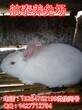 山东大型养兔基地今日肉兔的价格今年獭兔养殖前景图片