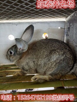 养200只兔子一年能挣多少钱,比利时兔市场价格现在怎么样