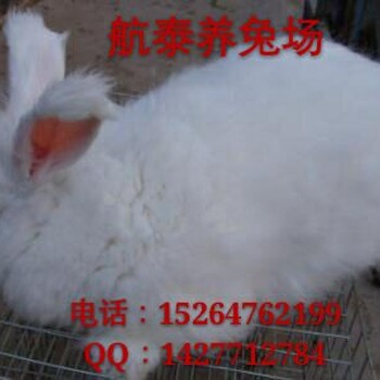 山西养兔基地忻州长毛兔养殖场大同长毛兔养殖效益分析