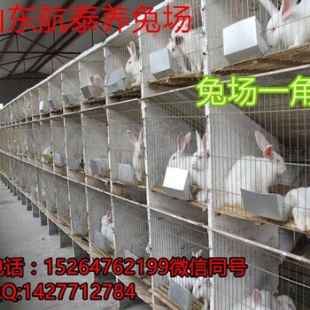 野兔养殖前景如何江西市场野兔出售效益高