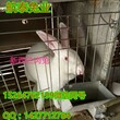山西肉兔养殖场山西养肉兔技术视频