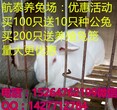 贵州自贡肉兔养殖基地养殖种兔一只肉兔多少钱图片