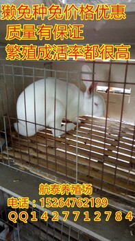 獭兔养殖成本和利润	法系兔养兔基地哪里有獭兔养殖场