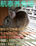 云南昆明肉兔养殖场-云南昆明肉兔养殖-云南昆明獭兔养殖图片2