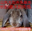 山西新绛县公羊兔最新价格行情及货源销路情况