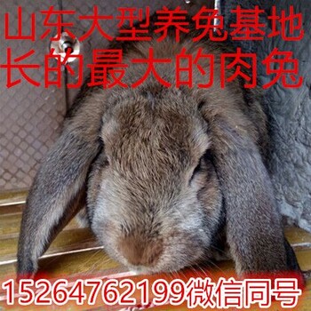浙江公羊兔市场价格是多少公羊兔价格多少钱一斤