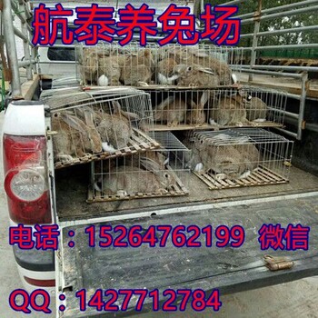 杂交野兔今年的价格行情江苏市场商品兔价格上扬