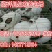 江苏肉兔价格2017年肉兔养殖前景及经济效益分析