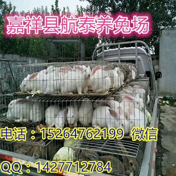 湖北哪里卖肉兔苗_肉兔苗湖北哪里卖肉兔苗肉兔价格