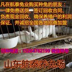 湖南省永州肉兔养殖场湖南省永州市养兔专业合作社