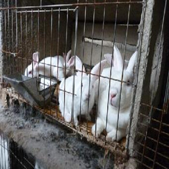 陕西咸阳獭兔养殖杂交野兔养殖场具体地址