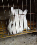 四川肉兔养殖专业合作社-山东航泰兔业肉兔养殖场