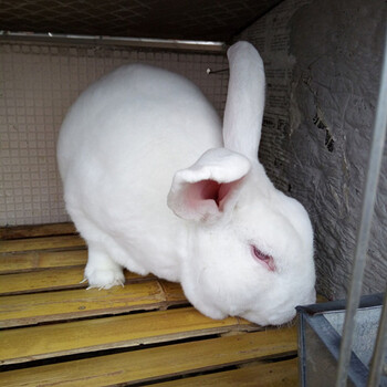 毕节养殖兔子赚钱吗,野兔养殖成本和利润分析,种兔价格