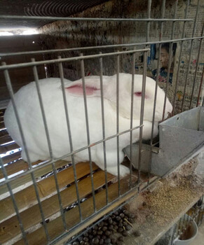 贵州遵义兔子养殖基地-獭兔肉兔价格