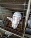今年甘肃獭兔价格行情肉兔养殖效益分析