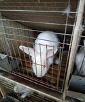 江苏獭兔苗的价格养殖獭兔国家有补助吗獭兔价格