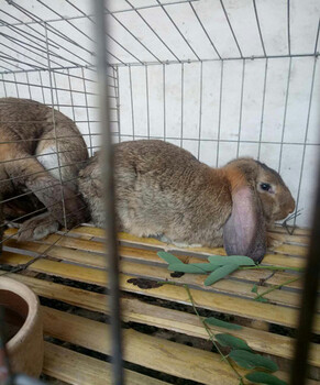 江西大型公羊兔养殖基地一只兔种多少钱