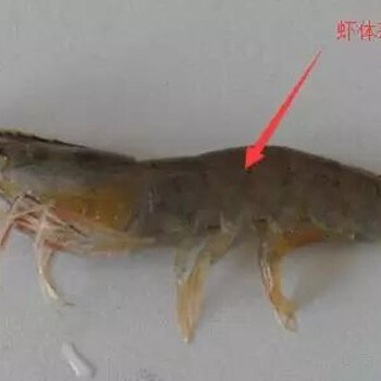 參大壯新型纖蟲(chóng)殺廠家苯扎溴銨廠家聯(lián)系電話殺纖毛蟲(chóng)藥批發(fā)